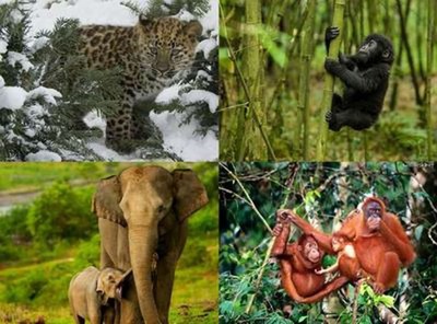 7 cách để bảo vệ động vật hoang dã