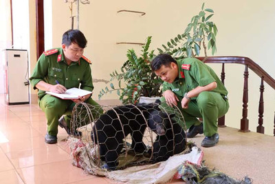 Lai Châu: Vận chuyển gấu con lĩnh án 2 năm tù