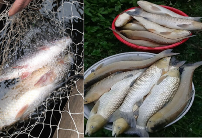 Bá Thước (Thanh Hóa): Hàng tấn cá chết bất thường trên Sông Mã