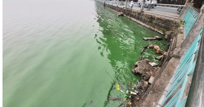 Nước Hồ Tây ô nhiễm, Bộ TN&MT đề nghị Hà Nội xử lý