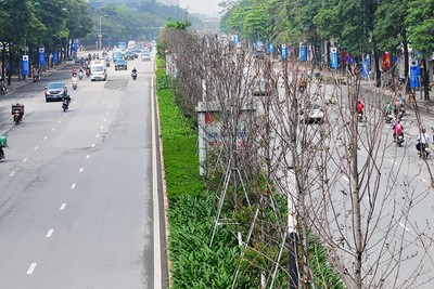 Thay thế hàng cây phong tại đường Nguyễn Chí Thanh - Trần Duy Hưng