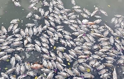 Bình Dương: Cá lồng bè trên hồ Dầu Tiếng bất ngờ chết hàng loạt