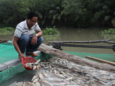 Bình Dương: Hàng chục tấn cá chết sau trận mưa lớn