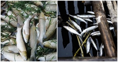 Cá chết hàng loạt trên sông Mã, 2 công ty thừa nhận xả thải