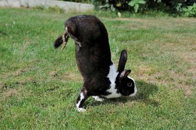Đột biến gene khiến thỏ đi kiểu 'trồng cây chuối'