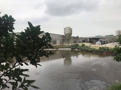 Tiên Du – Bắc Ninh: Ô nhiễm môi trường từ trang trại lợn
