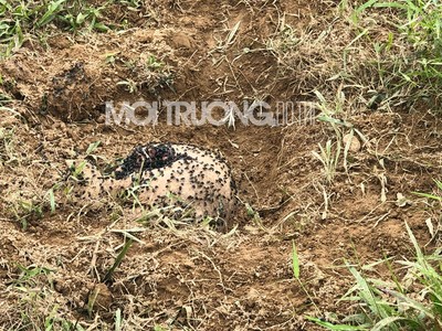Hà Tĩnh:Kinh hoàng trang trại vứt lợn chết xả thải bức tử môi trường