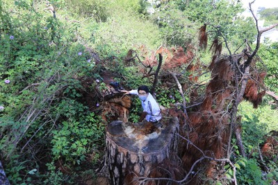 Lâm Đồng: Nhiều cây thông cổ thụ bị cưa hạ ngay trung tâm TP Đà Lạt