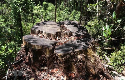 Xử lý nghiêm hành vi phá rừng pơmu cổ thụ tại Vườn QG Hoàng Liên