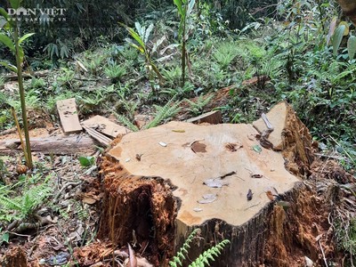 'Lâm tặc' kể mánh phá rừng pơ mu ngay giữa lõi Vườn quốc gia