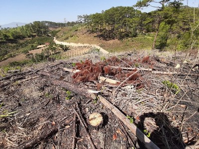 Phóng sự ghi chép: Môi trường rừng bị hủy hoại do đâu?