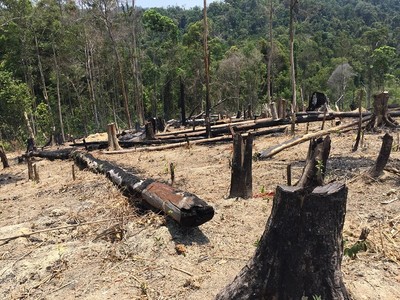 Gia Lai: 20 năm để mất hàng trăm ha rừng, ai chịu trách nhiệm? Bài 2