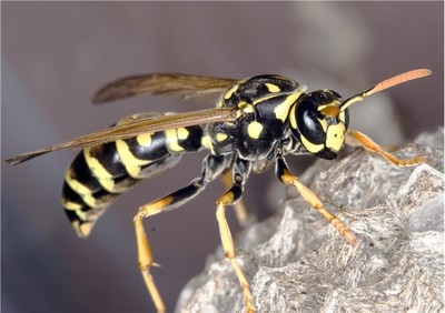 Ong bắp cày có giá trị với sinh thái, kinh tế & sức khỏe như ong mật