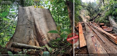 Công an vào cuộc điều tra vụ phá rừng Vườn quốc gia Hoàng Liên