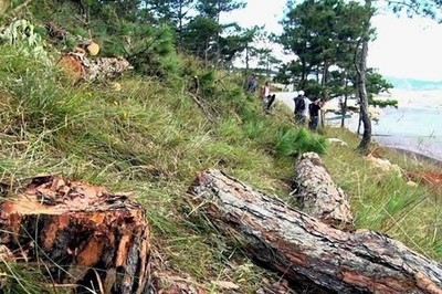 Lâm Đồng: Ngừng tiếp nhận hồ sơ đề nghị thuê môi trường rừng...