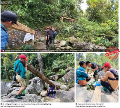 Lào Cai: Sai phạm rõ ràng, xử lý nghiêm vụ phá rừng Hoàng Liên