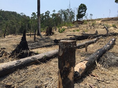 Gia Lai: 20 năm mất hàng trăm ha rừng, ai chịu trách nhiệm? (Bài 3)