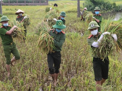 Vĩnh Phúc: Công an huyện Sông Lô giúp đỡ người dân trong mùa gặt