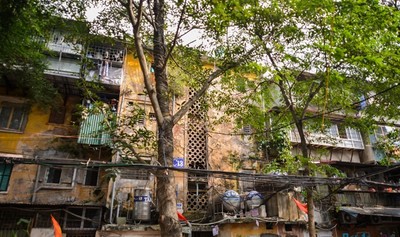 Hà Nội: Kỳ lạ cây mọc xuyên nhà dân trong khu tập thể 60 tuổi