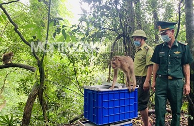 Hà Tĩnh: Vườn Quốc gia Vũ Quang thả 8 cá thể khỉ quý hiếm về rừng