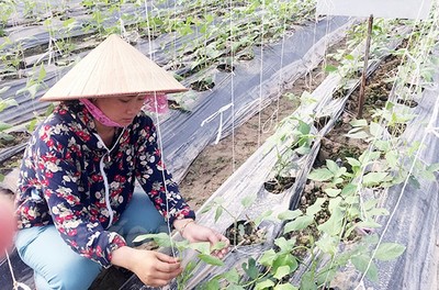 Nông nghiệp sạch, HTX khẳng định giá trị trên đồng đất Tam Giang