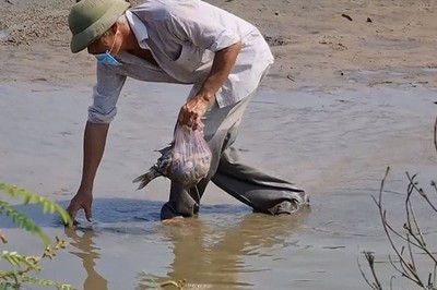 Quảng Trị: Nước ô nhiễm khiến cá chết gần KCN Quán Ngang
