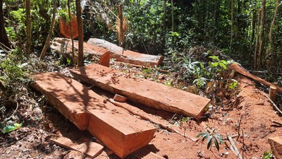 Gia Lai: Rừng phòng hộ bị khai thác trái phép