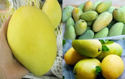 Xoài – “vua” trái cây nhiệt đới và những điều cần biết cho sức khoẻ