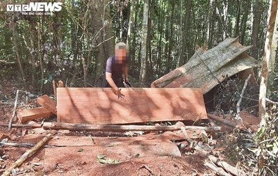 Cận cảnh rừng Mang Yang bị 'xẻ thịt' tan hoang tại Gia Lai