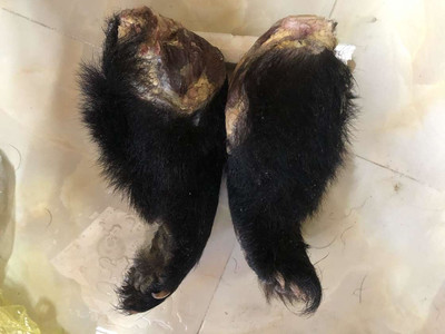 Lâm Đồng: Phạt 700 triệu đối tượng buôn bán trái phép 02 chi gấu