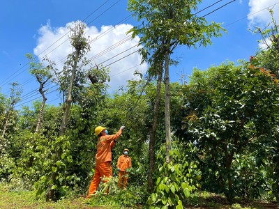 PC Đắk Nông: Tăng cường công tác bảo vệ hành lang an toàn lưới điện