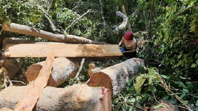 Vụ phá rừng ở Mang Yang: Phát hiện thêm 25 cây gỗ bị chặt hạ