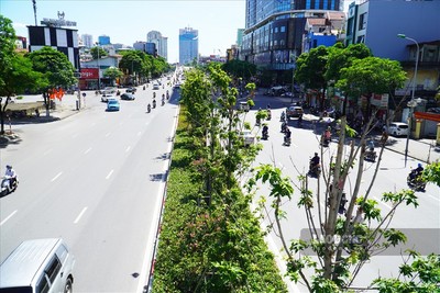 Hàng cây phong đường Trần Duy Hưng bỗng xanh tươi giữa mùa hè