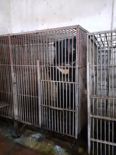 Cứu hộ 3 con gấu nuôi cuối cùng tại tỉnh Lạng Sơn