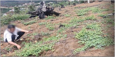 Huyện Kon Plông: Heo, cây giống cấp cho người dân bị chết bất thường