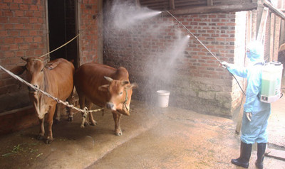 Quảng Ngãi: Bùng phát bệnh viêm da nổi cục ở bò