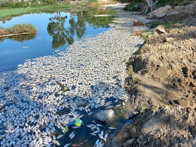 Đà Nẵng: Cá chết trắng trên sông Cổ Cò do thiếu oxy
