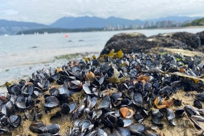 Nắng nóng kỷ lục tại Canada, hàng chục sinh vật biển bị luộc chín