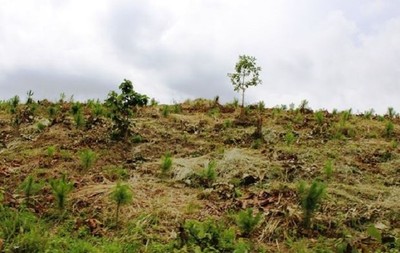 Đắk Nông: Thu hồi gần 70.000m2 đất trồng rừng bị lấn chiếm trái phép