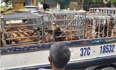 Phát hiện 17 con hổ nuôi nhốt trái phép tại nhà dân