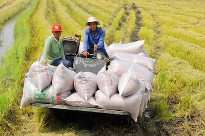 Ngân hàng cần hỗ trợ thương nhân để tránh đứt gãy chuỗi cung ứng gạo