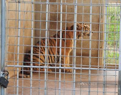 Khởi tố, bắt tạm giam đối tượng nuôi nhốt hổ trái phép ở Nghệ An