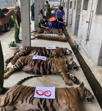 NÓI THẲNG: Ai gây chết 8 con hổ, đừng ậm ừ nữa!
