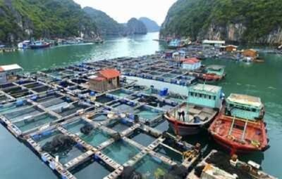 Hải Phòng hỗ trợ tháo dỡ cơ sở nuôi trồng thủy sản trên đảo Cát Bà