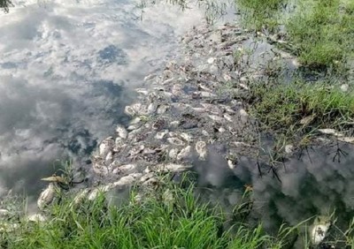 Thừa Thiên Huế: Cá chết trong khu công nghiệp