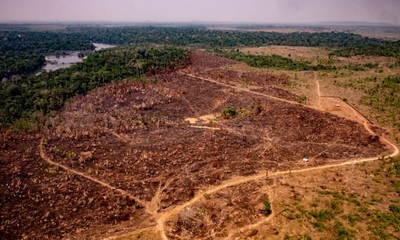Nạn phá rừng ở Amazon đạt mức cao nhất trong 1 thập niên