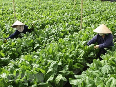 Lâm Đồng: 5.000 tấn nông sản hỗ trợ Tp.HCM chống dịch