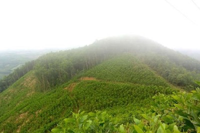 Quảng Ngãi: Phát triển kinh tế rừng các huyện miền núi gắn với BVMT