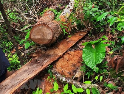 Vụ phá rừng lớn nhất Hà Giang: Khởi tố bị can, tạm giam 5 đối tượng