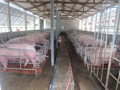 Thanh Hóa: Nghiên cứu lựa chọn giải pháp cấp nước cho trại nuôi lợn
